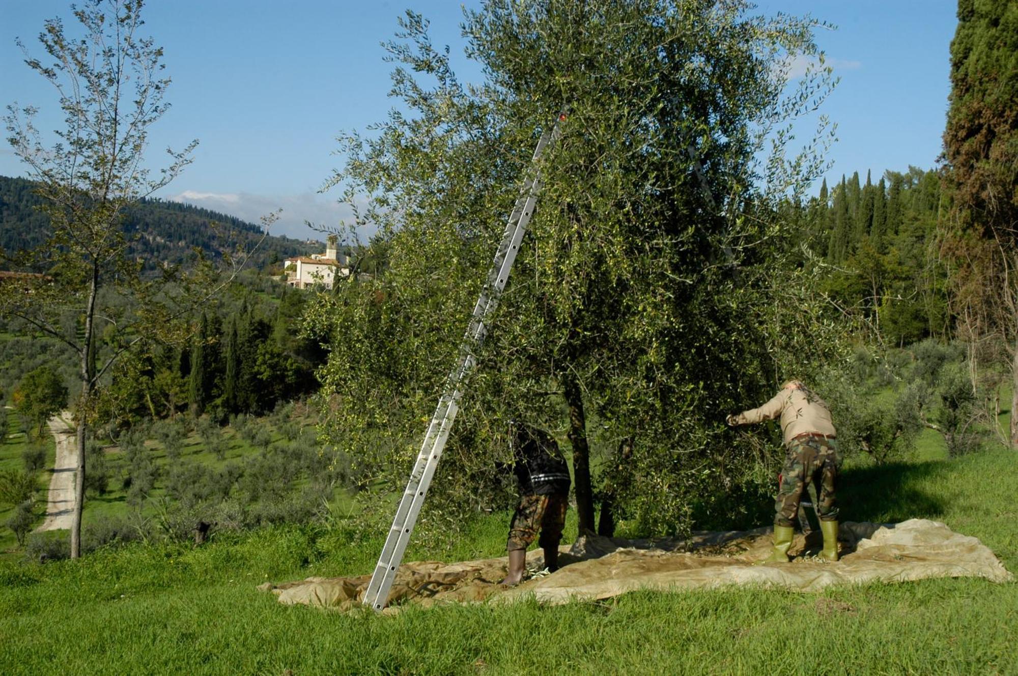 Fattoria Di Maiano Pension Fiesole Buitenkant foto