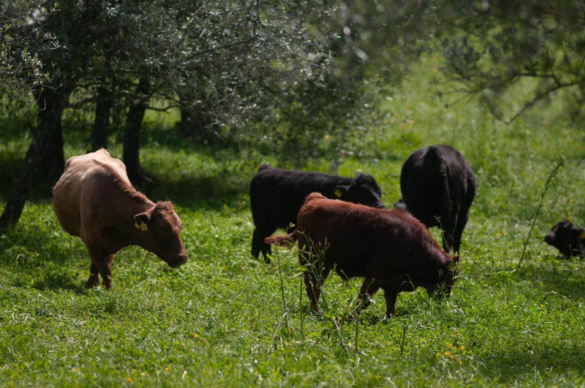 Fattoria Di Maiano Pension Fiesole Buitenkant foto